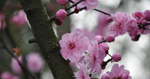 梅花代表的人性品质（探析梅花在中国文化中的象征意义）