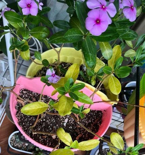 梅花的生长需要硫酸亚铁吗（探究梅花对硫酸亚铁的需求量及作用）