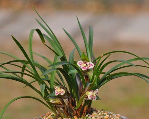 梅花何时长出花苞？一探花期神秘