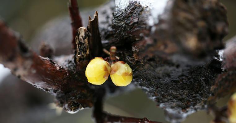 梅花开花时间及凋谢特点（探究梅花开花时间和凋谢特点的关键因素）