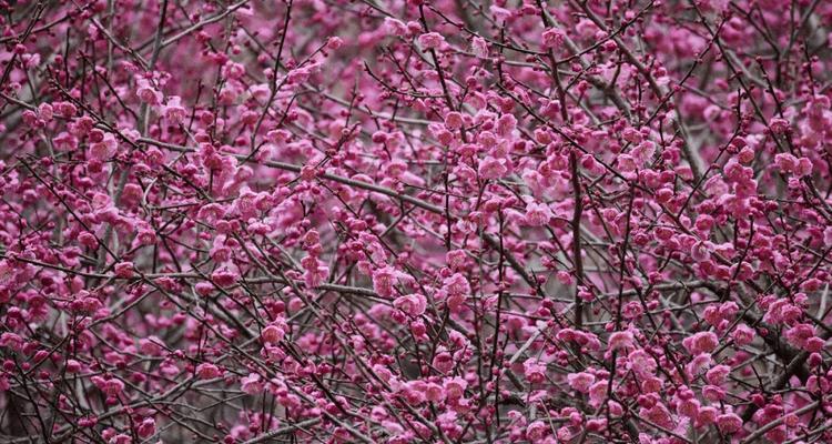 梅花究竟是树还是花（揭秘梅花的树与花之谜）