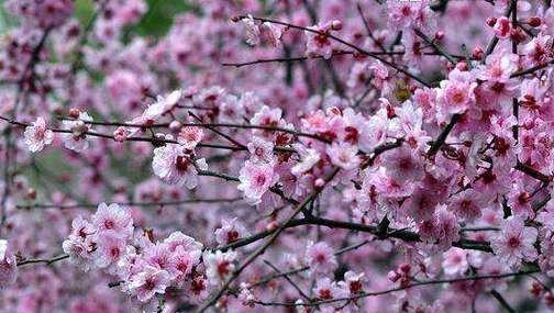 梅花能否夏天开花（探究梅花开花规律及生长环境）
