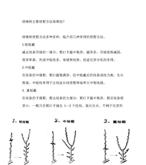 美人蕉修剪方法（打造健康美丽的美人蕉）