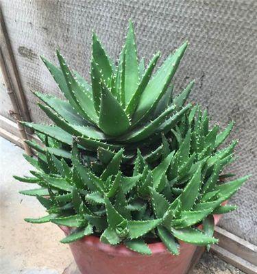 如何培育更旺盛的美容芦荟（教你如何照顾芦荟以获得健康和美容功效）