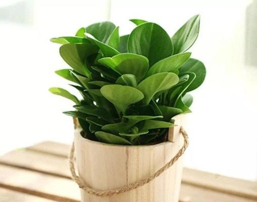 厂门口的适宜种植植物（打造舒适工作环境）