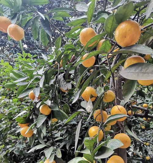 门前适宜种植的果树——桔子树（品尝新鲜可口）