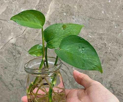 酸奶能浇绿萝吗（探究酸奶作为绿萝的肥料的可行性）