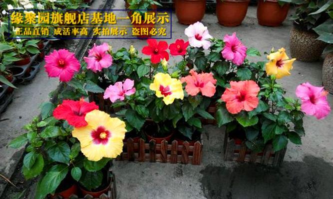 以牵牛花代表诚信的品质（牵牛花）