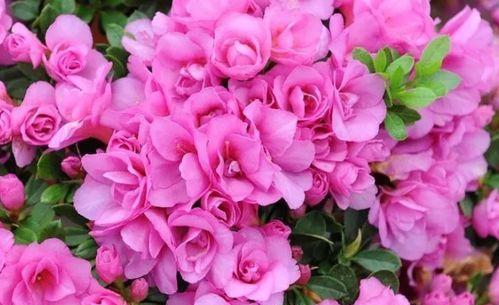 春节花卉（了解中国春节的传统花卉及其象征意义）