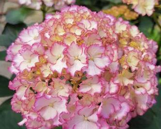 以风信子花代表梦想（盛开的希望之花）