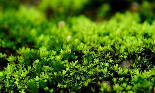 苔藓能够耐多少度低温（探究苔藓的低温适应性及影响因素）