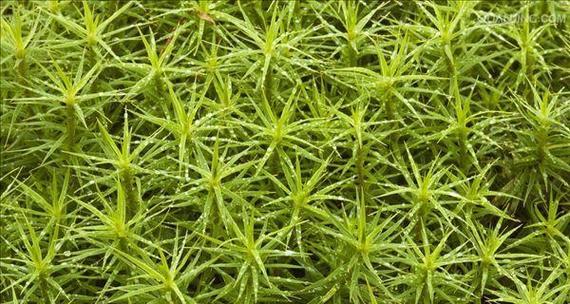 苔藓的生长环境条件及特点（探究苔藓生态学的奥秘）