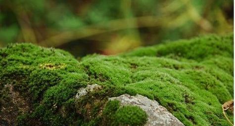 苔藓生长的温度范围和影响因素（从低温到高温）