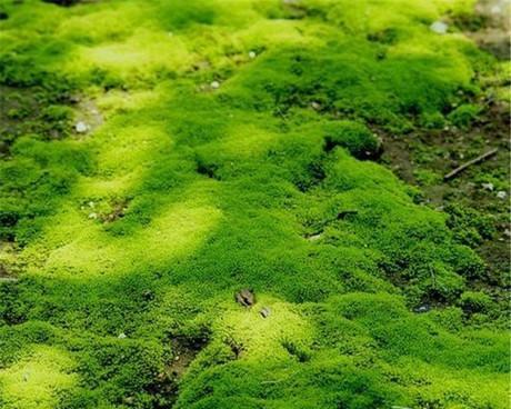 探秘苔藓——一种神奇的植物世界（了解苔藓的生长环境）