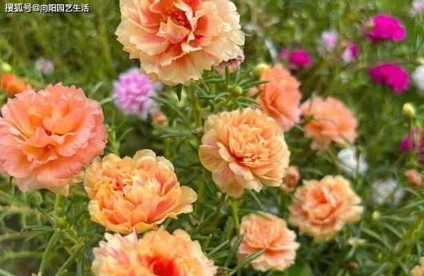 太阳花的养殖方法与注意事项（打造色彩斑斓的夏日花海）
