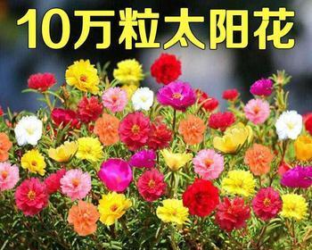 太阳花一盆种几颗合适（解读太阳花种植需知）