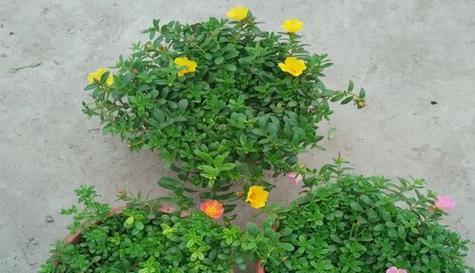 太阳花有毒吗（了解太阳花的特性）