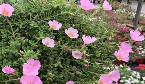 太阳花的美丽与香气（太阳花的特点）