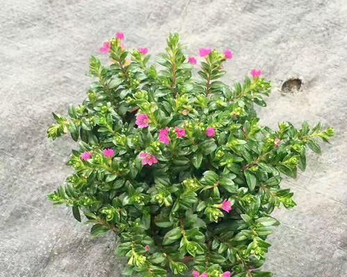 太阳花——花中的太阳（了解太阳花的品种）
