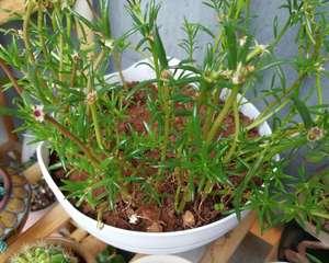 学会这些技巧，让你的太阳花越来越茂盛（学会这些技巧）