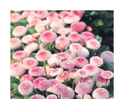 太阳花种子发芽时间解析（探寻太阳花种子发芽的奥秘）