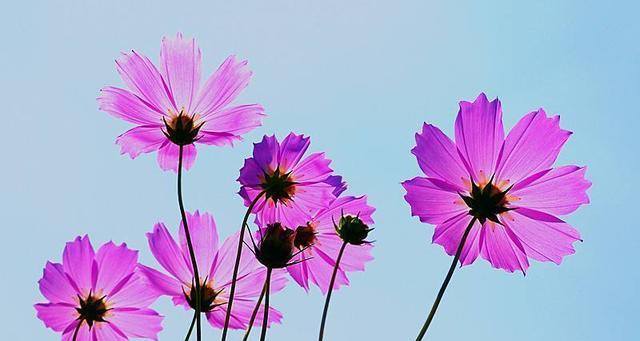 以向日葵为主题的努力花语（阳光下的坚持与奋斗）