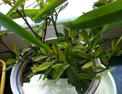 碳酸饮料能浇花吗（科学解析与实际应用）