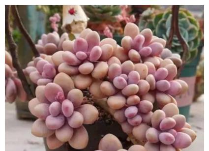 如何正确处理桃蛋的休眠期（掌握桃蛋的休眠期处理方法）