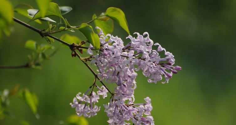 丁香花的美丽寓意（传递希望与纯洁的花朵）