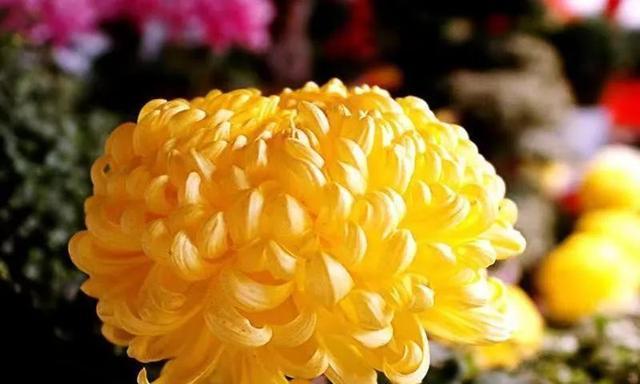 冬天花卉的花语（寒冬中绽放的美丽和希望）