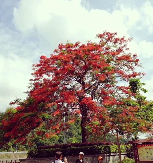 枫叶的花语（枫叶）