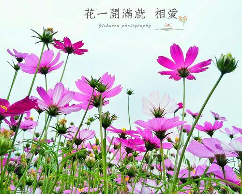 格桑花的花语（传递温暖和坚韧的格桑花——生命的奇迹）