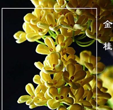 桂花的花语与寓意（桂花花语的丰富寓意）