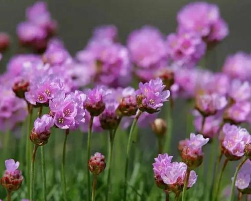 以海石竹的花语为主题的文章（海石竹的花语与意义）