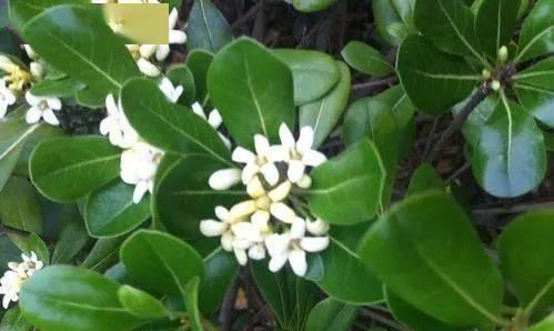海桐花语（以美丽绽放为荣）