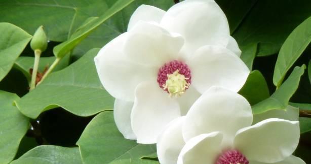 含笑花（以花朵绽放笑容）