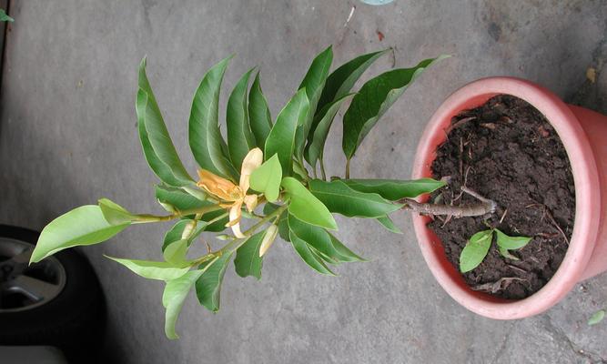 含笑花（传说中的笑容花——含笑花）