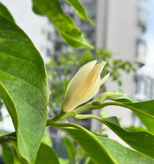 以含笑花的象征意义（一朵花）