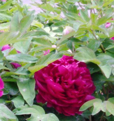 花开花落，寄托万千情感——牡丹花语之探秘（以黑牡丹、粉牡丹、黄牡丹为例）