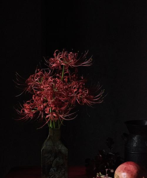 黑色彼岸花花语（以黑色彼岸花为主题的花语探索）