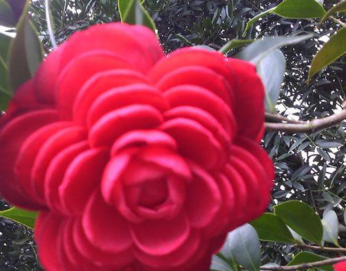 红色山茶花（绽放爱意的红花海洋）