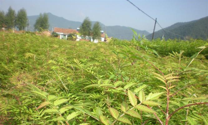 刺五加种植条件（适合什么地方种植）