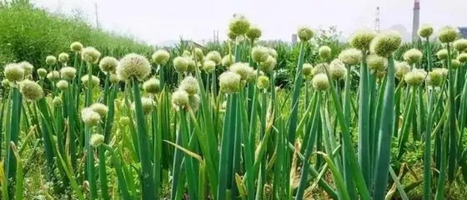 葱头种植的全面指南（如何在正确的时间和方法下）