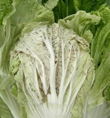 大白菜黄叶病药物治疗的研究与应用（植物保护新技术缓解大白菜黄叶病的危害）