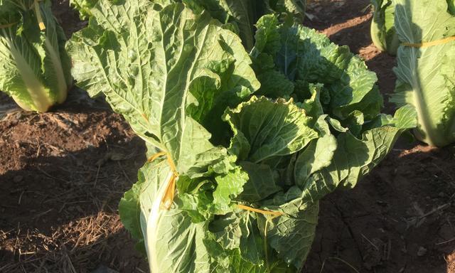 大白菜种植全攻略（一年几次适宜种植）