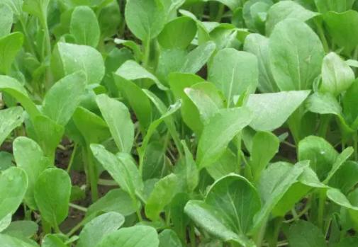 大白菜种植和收获全攻略（一步步教你成功种植大白菜）