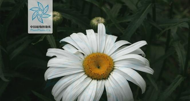 大滨菊开花时间及开花频次研究（探究大滨菊在一年中开花次数及开花时间的规律）
