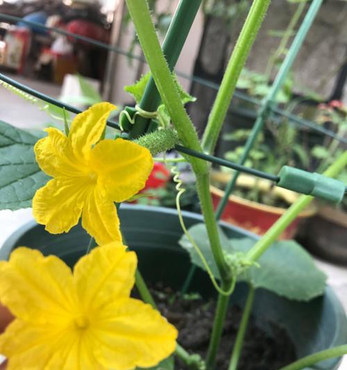 黄瓜授粉的时间和方式方法（黄瓜开花期间的授粉技巧）