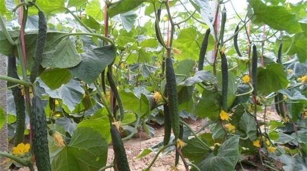 小黄瓜的种植时间和方法（最佳时间如何选择）