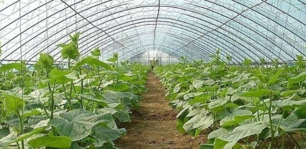 探究黄瓜种植需要哪些条件和适合的生长环境（探究黄瓜种植需要哪些条件和适合的生长环境）